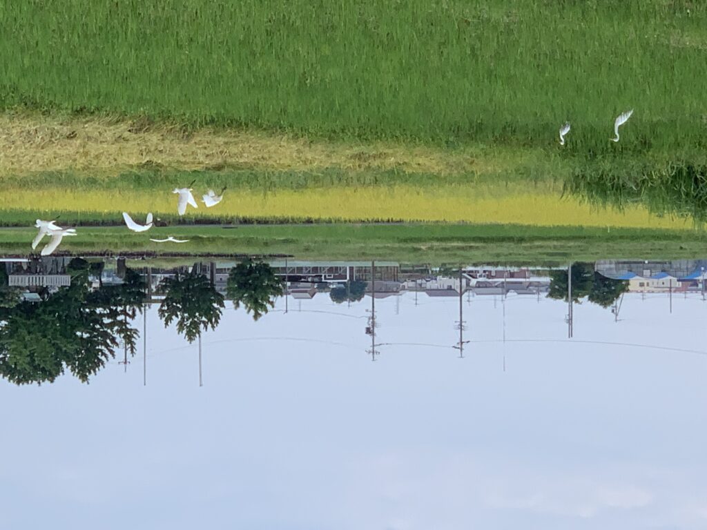 稲刈りが終わった田んぼに飛来するサギかな ＝８月２８日、わが地元・三重県木曽岬町