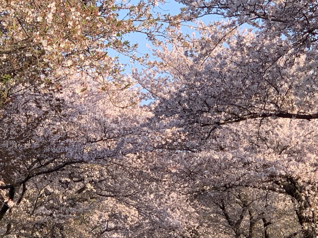 地元では「桜トンネル」とも呼ばれる場所から大空を臨む＝４月２日、三重県木曽岬町