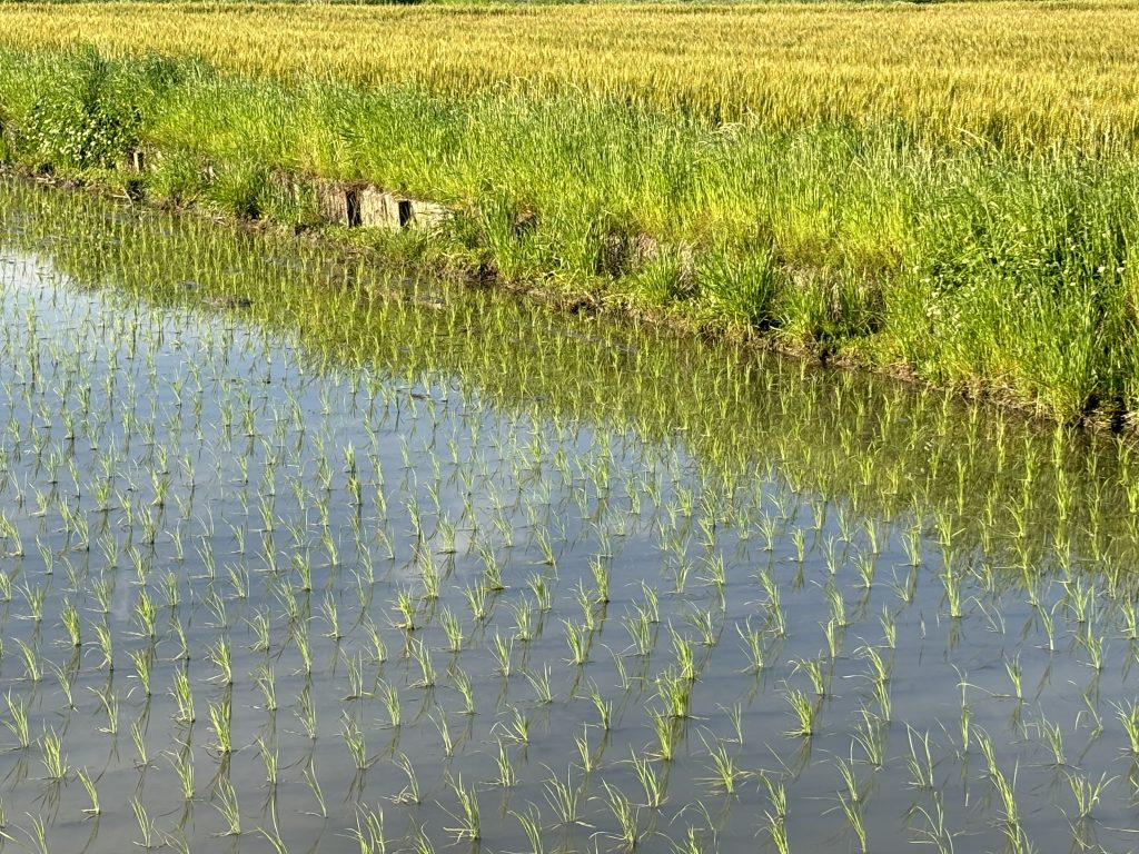 収穫が近づいた麦畑を背に田植えの済んだ稲田が共存 (地元・三重県より)