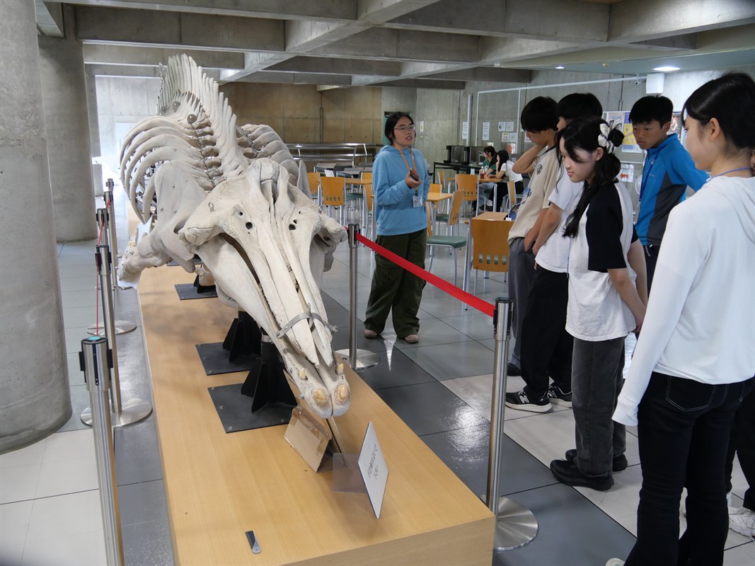 現役大学生の案内でキャンパスツアーも実施。休憩コーナーにツチクジラの骨格が展示してあるのはオホーツクキャンパスらしさだ